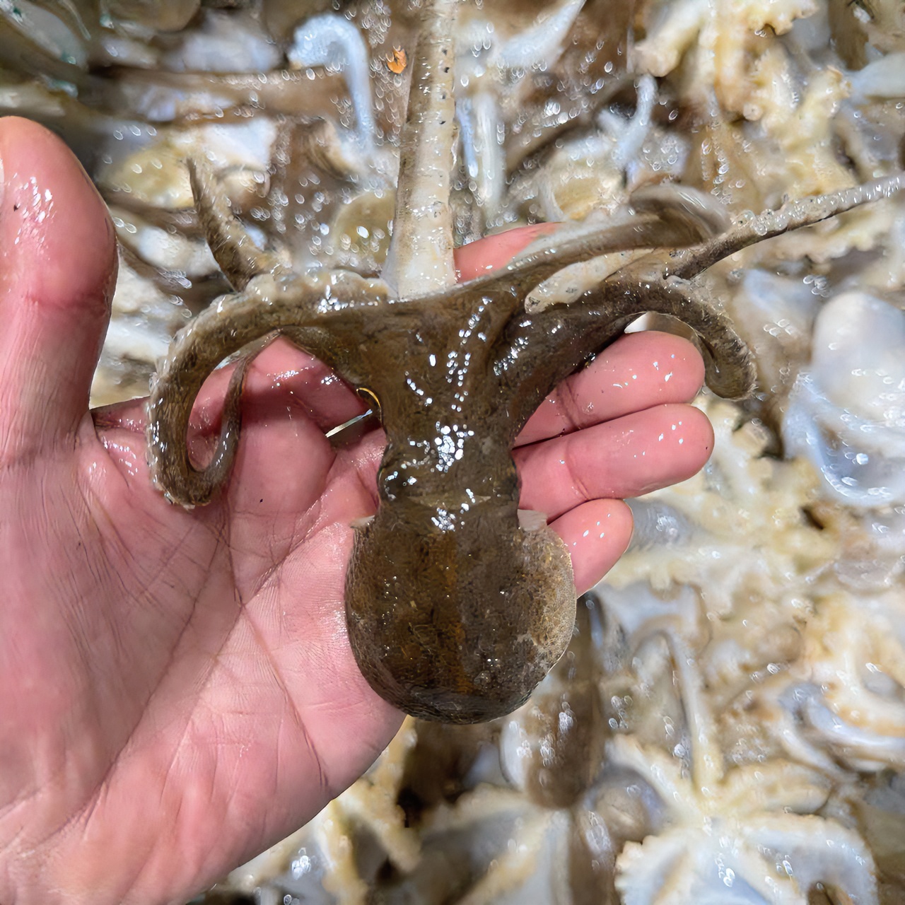 大连本地原浆短腿八爪鱼桃花哨，无泡水3斤活发，保鲜不包活