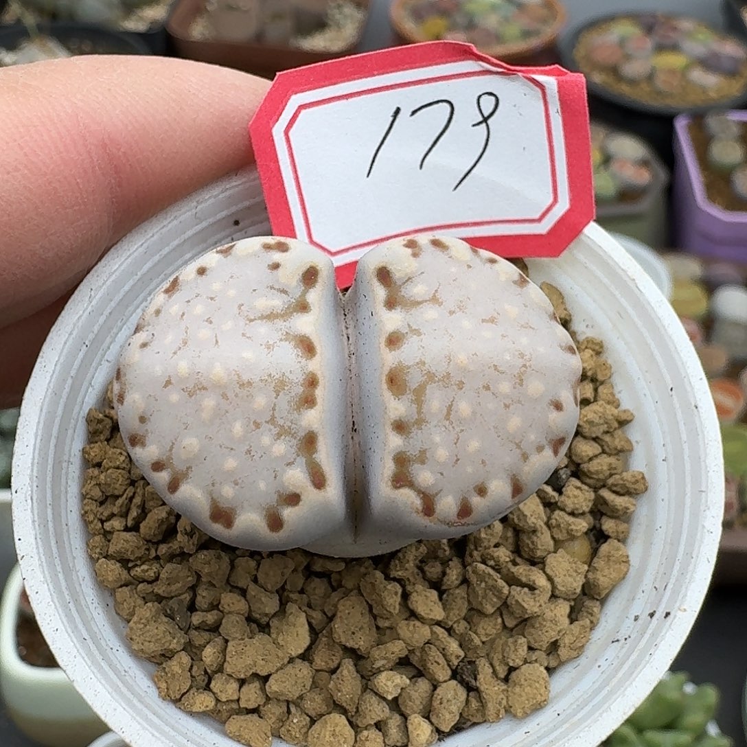 179多肉哈哈哈哈哈哈哈