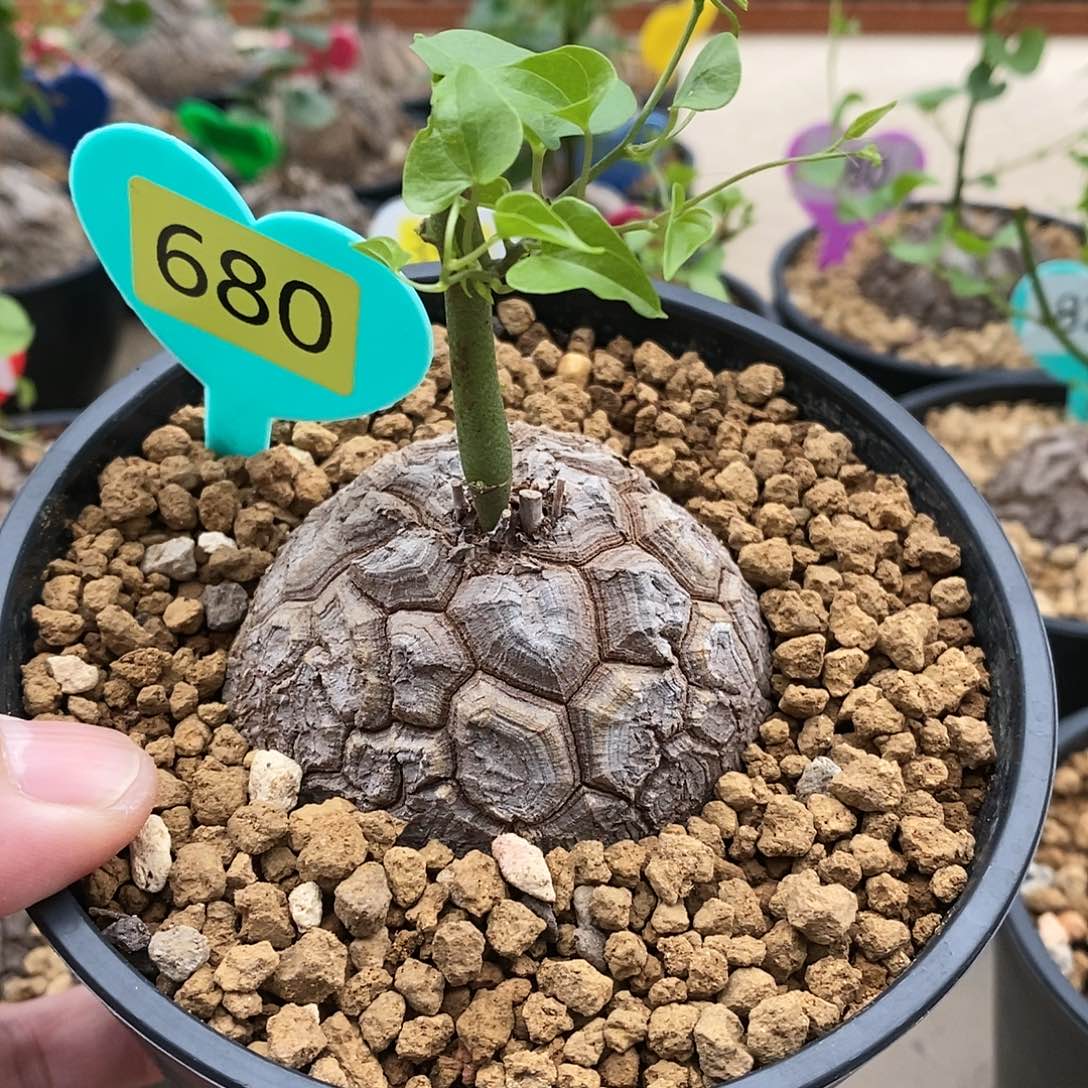 南非龟甲龙龟甲龙