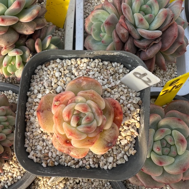 圆叶冰魄多肉植物