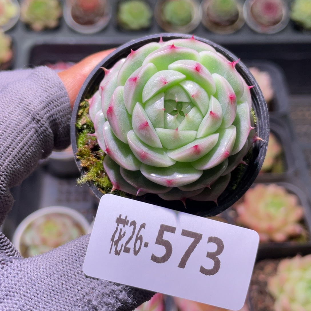 花利美26-573翠颜