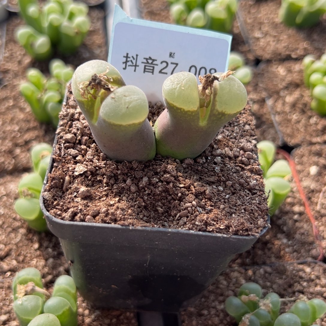 憨***达27-08肉锥多肉植物，