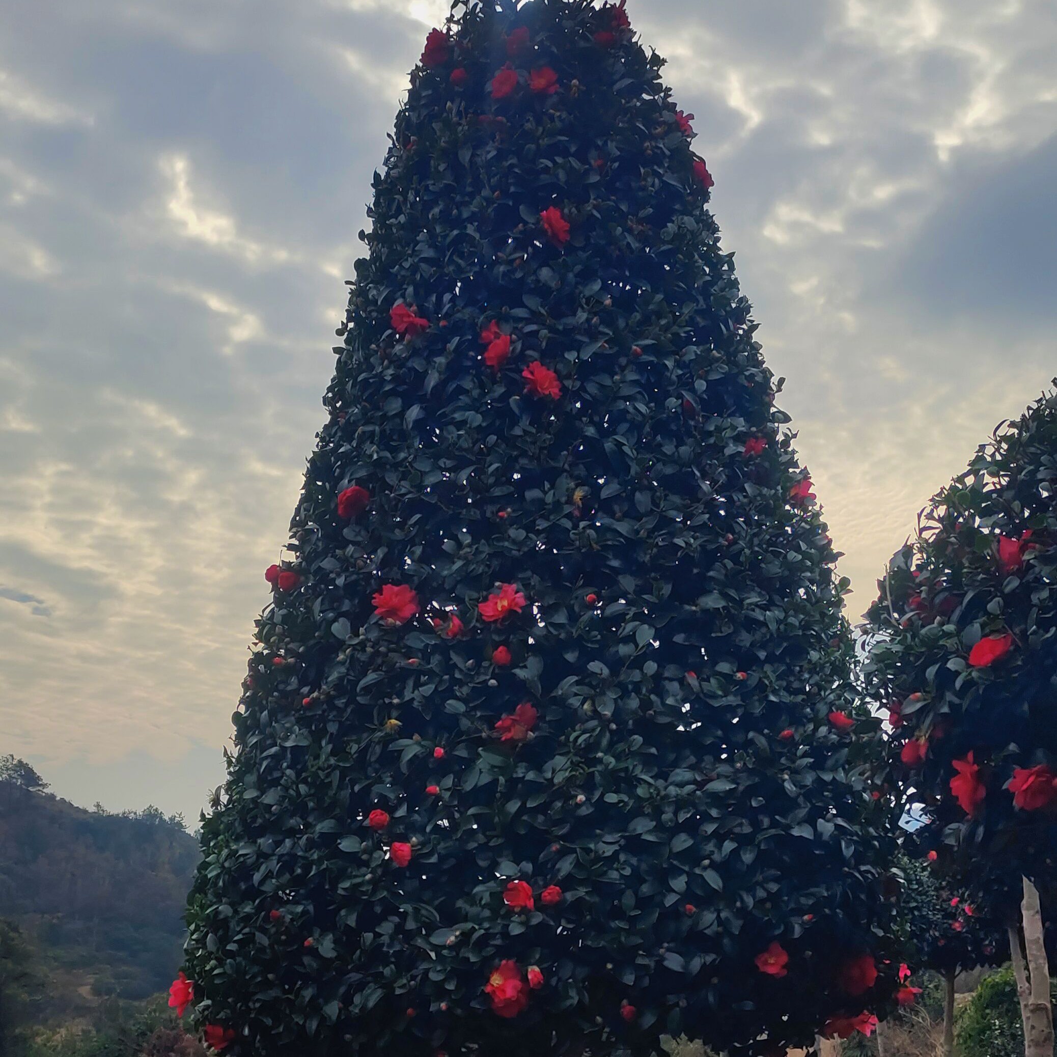 加大加高茶花开花盆栽花卉绿植山茶花庭院盆景大红色美观实用