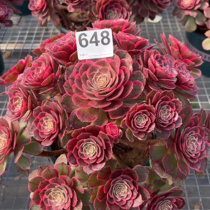 648粉花妖30厘米左右