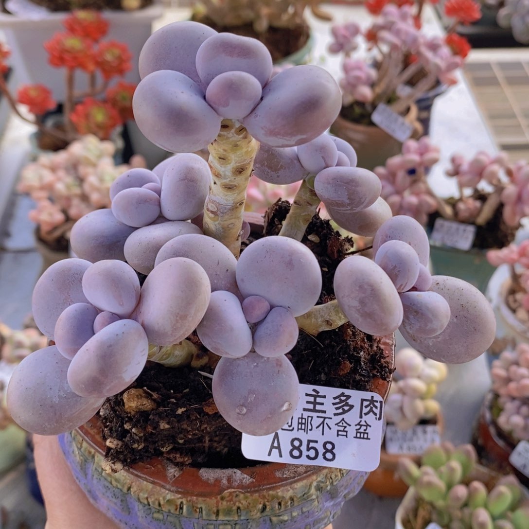 水光针奶酪10cm858多肉植物