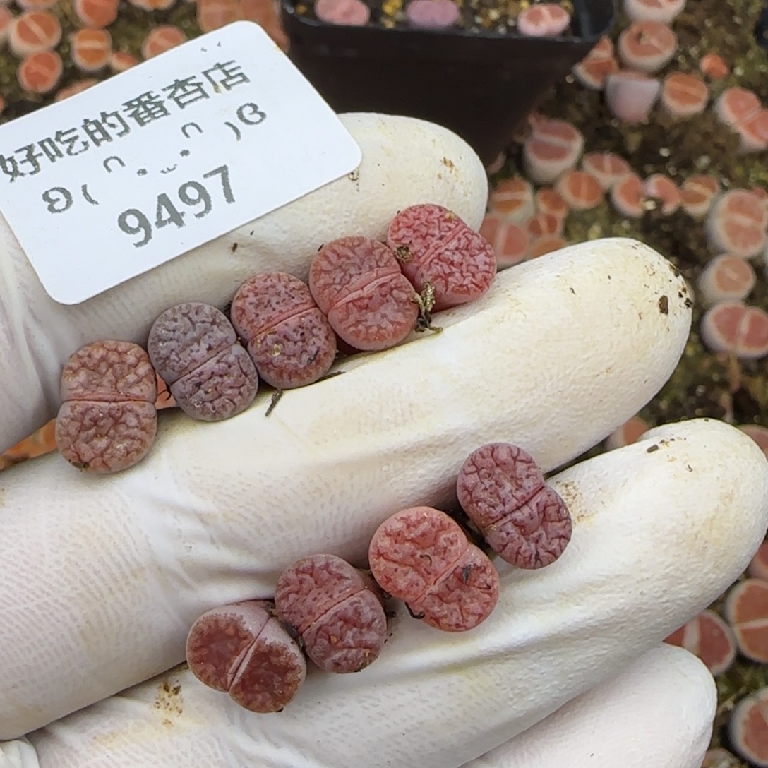 s***e9497。默认脱土。18包邮。偏远88包邮