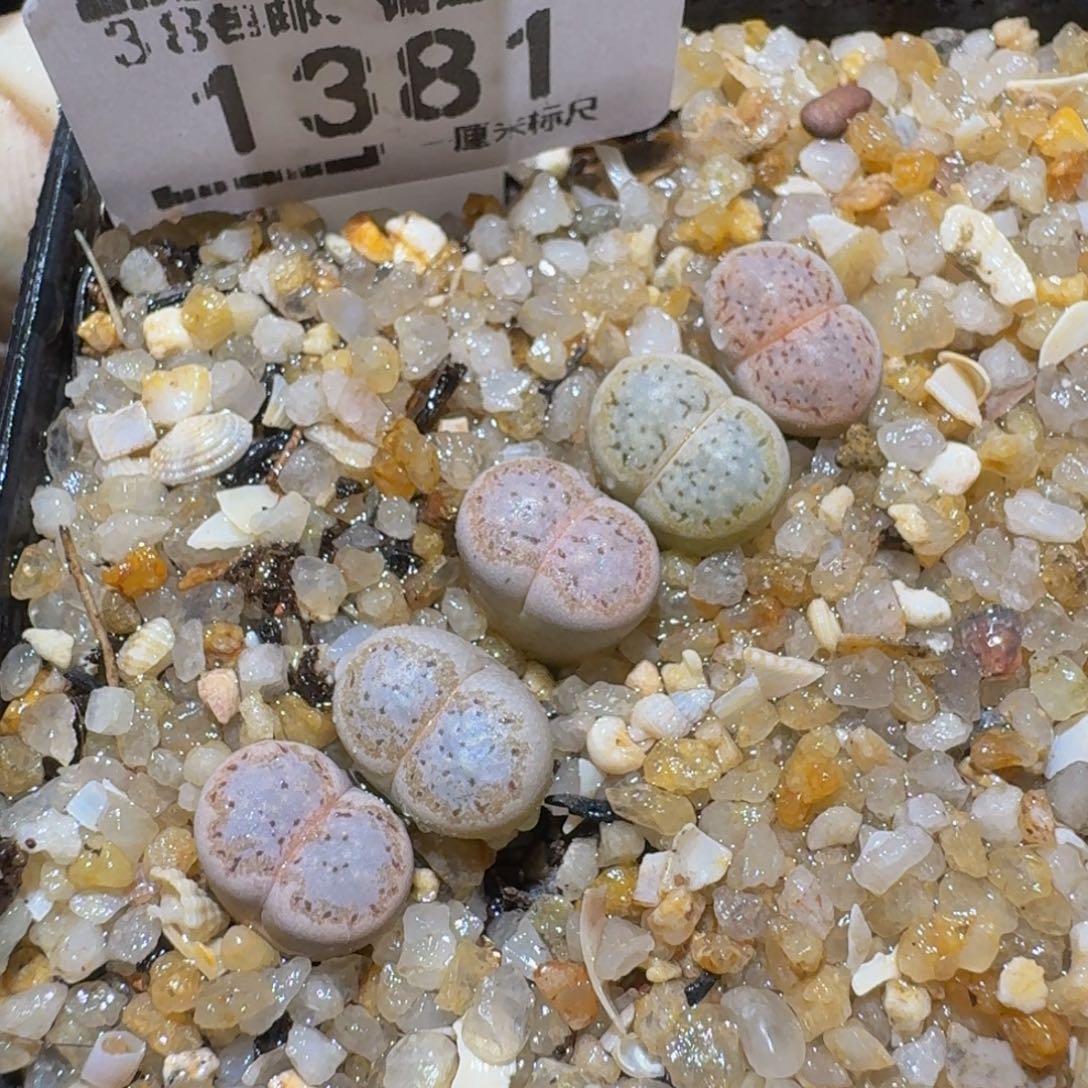 Ssss精品生石花1381