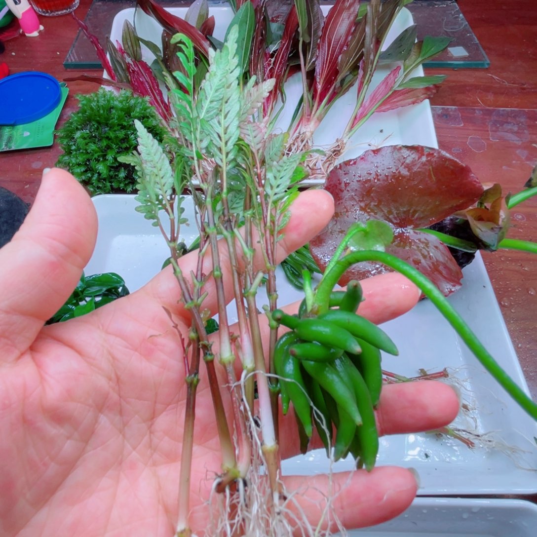 ****啡羽裂六颗香蕉一个