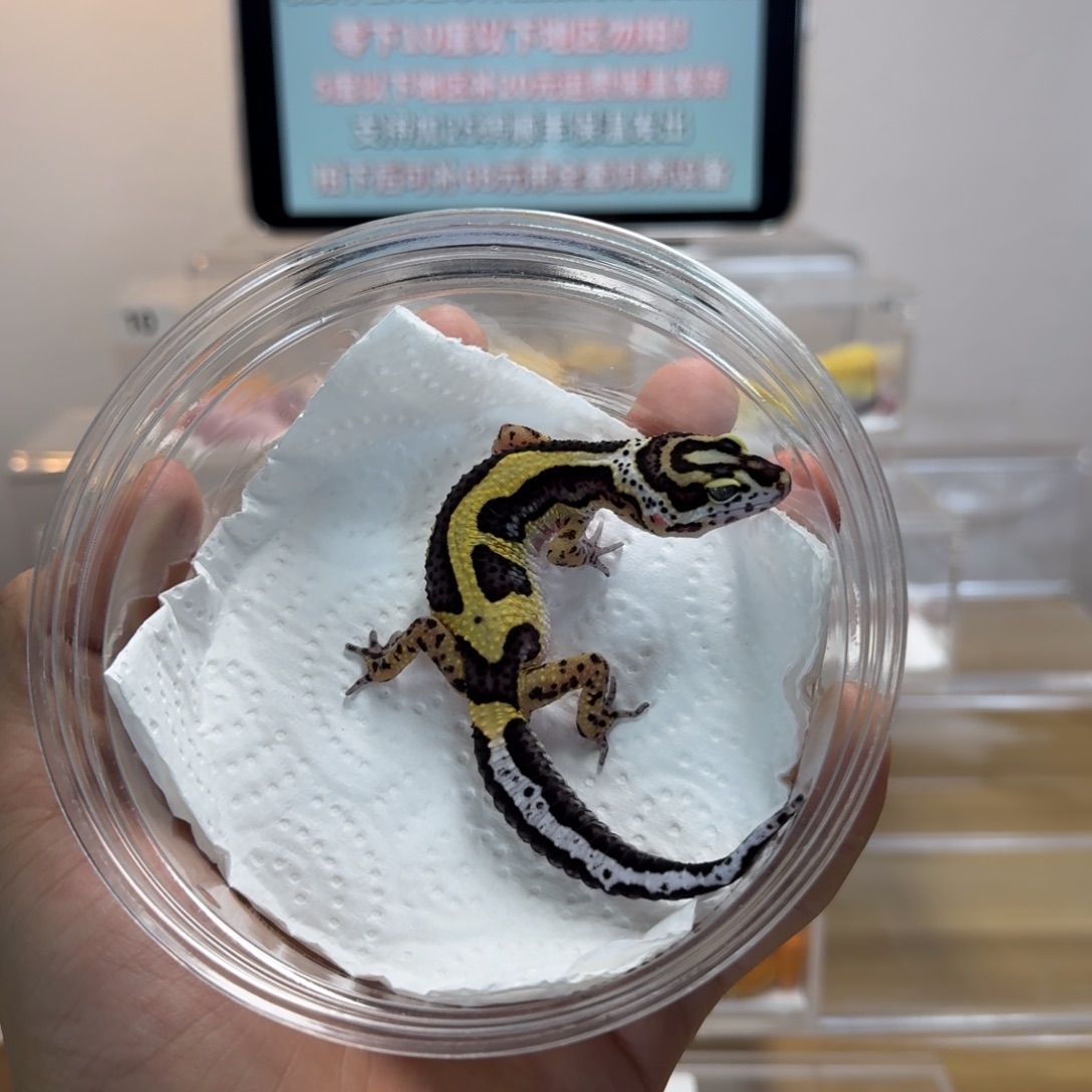 豹纹守宫土匪妹妹