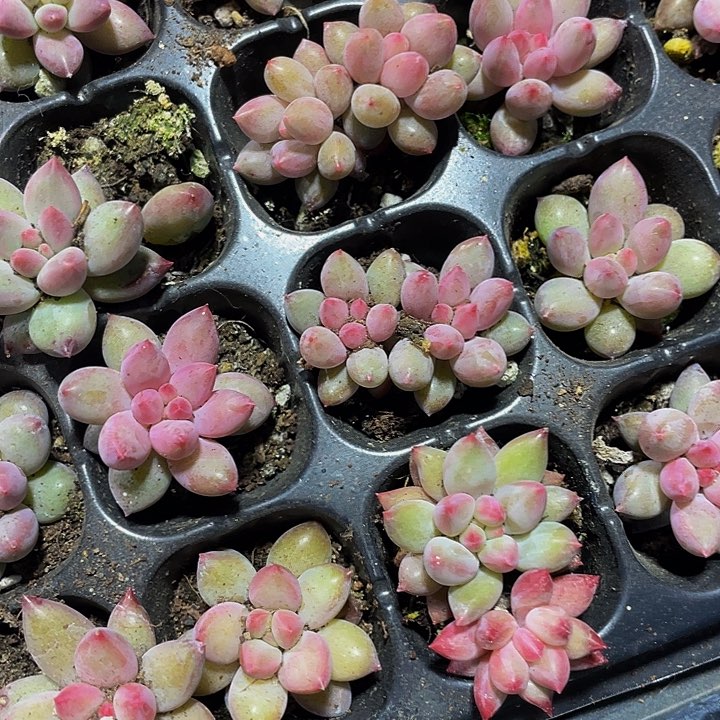 双头小虞美人2.8带土