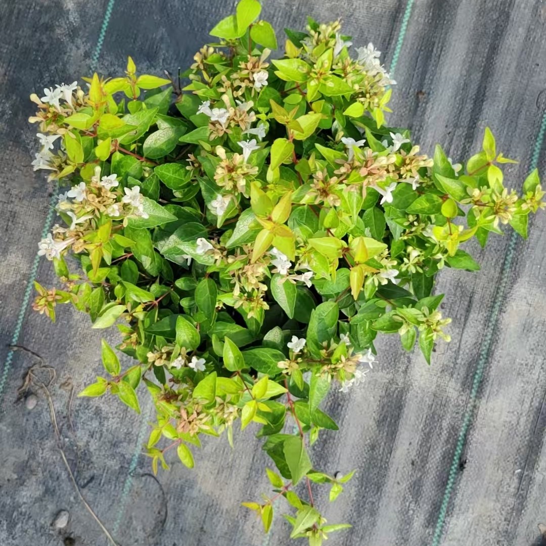 金叶六道木耐热耐寒喜阳花园植物可地栽花卉阳台盆栽  原盆原土发