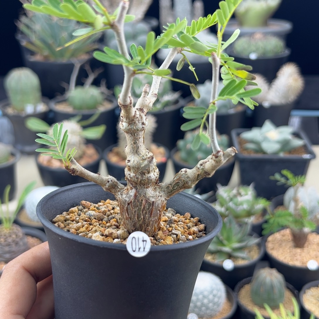 沙漠苏木种播实生一物一拍