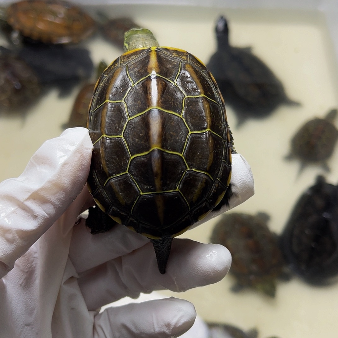 中华草龟公母搭配478890