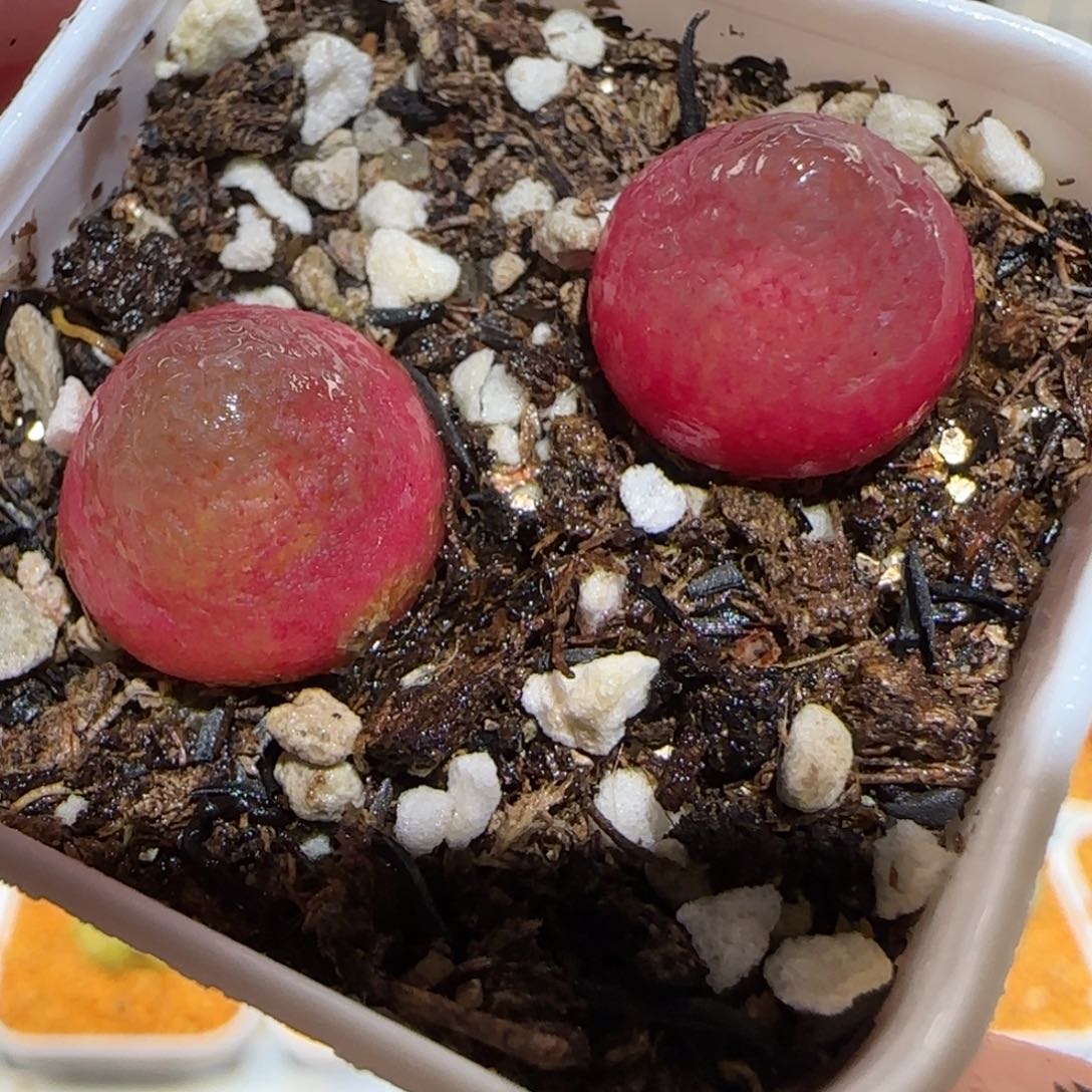 肉锥多肉植物百科-灯泡1064