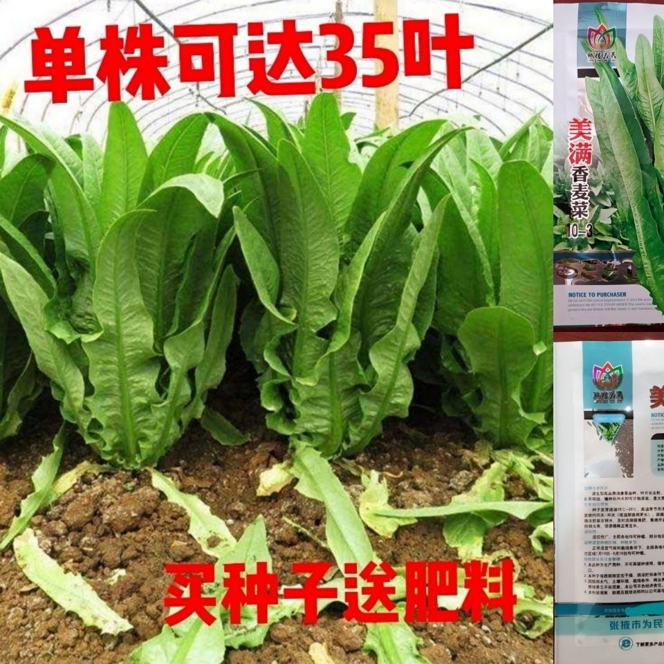 四季香油麦菜种子有机油麦菜无斑油麦菜杂交油麦菜阳台速生