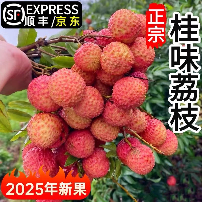 【顺丰京东冷链直发】广东高州新鲜桂味荔枝当季水果现摘现发