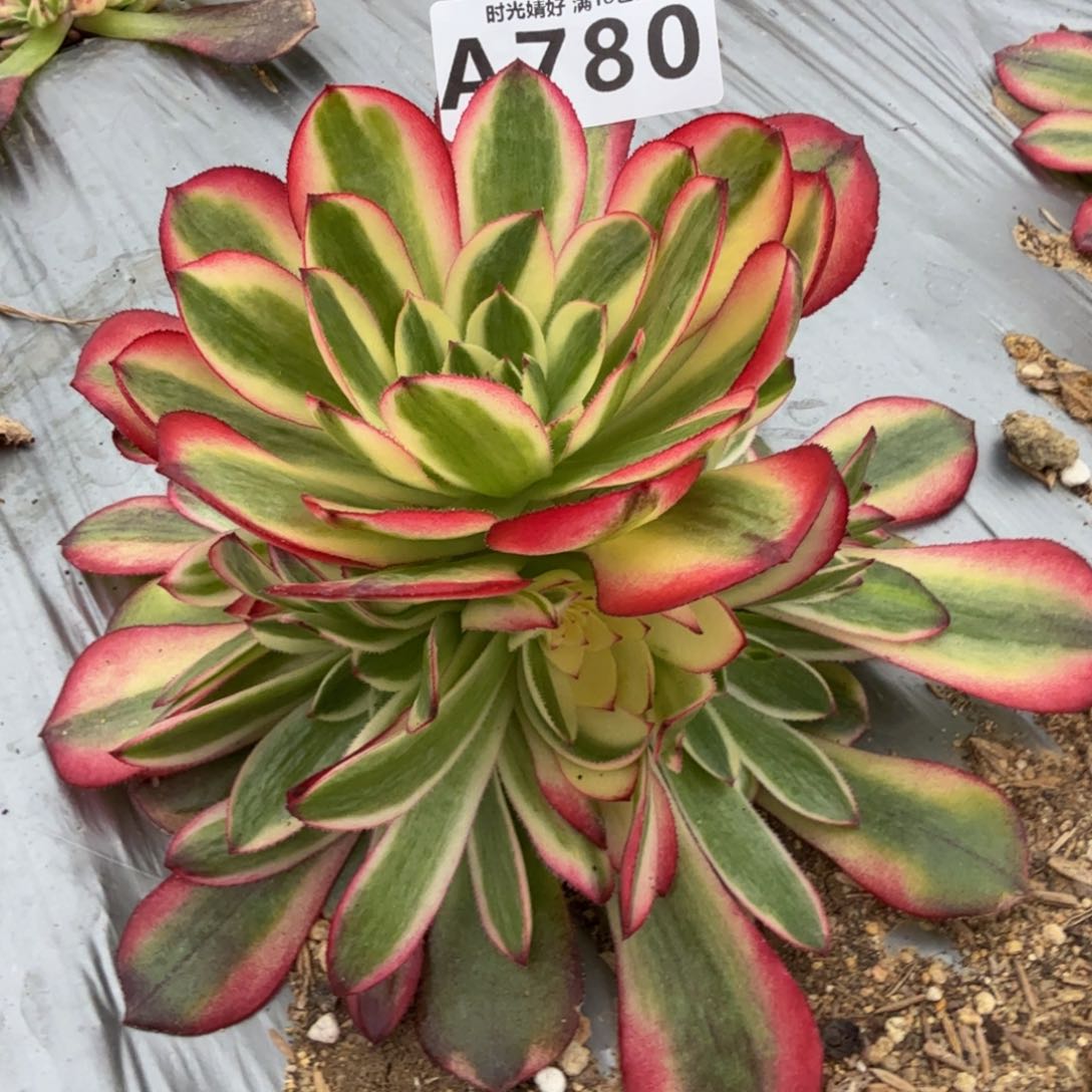780荔枝。多肉植物