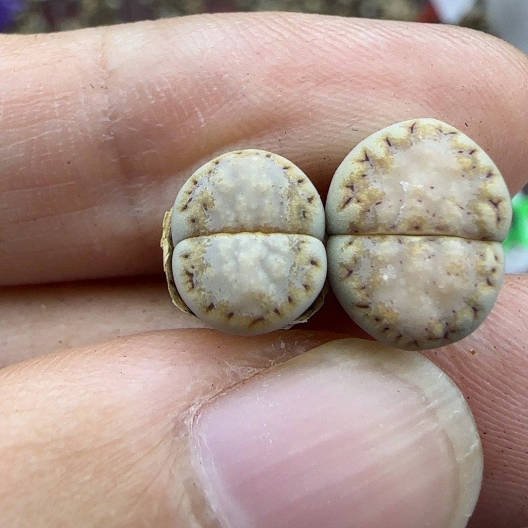305饼干清框福利30包邮