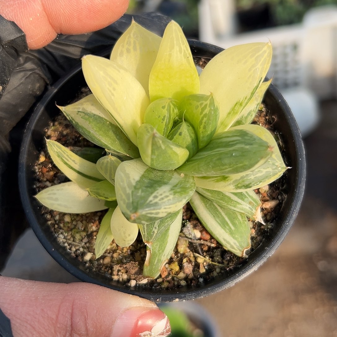 多肉植物宝草锦双头