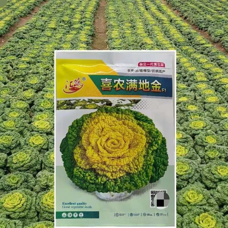 喜农满地金黄心乌塌菜种子黄心菜耐寒秋冬可种越冬蔬菜