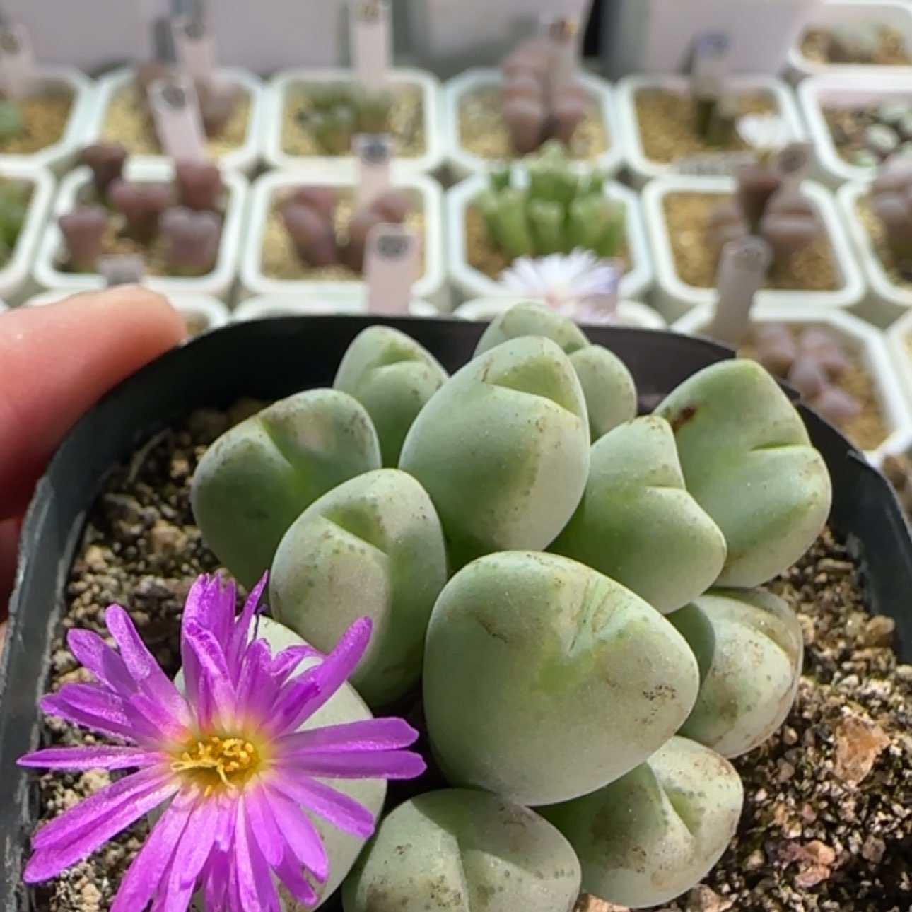【闪购商品】18560紫花爱心将 