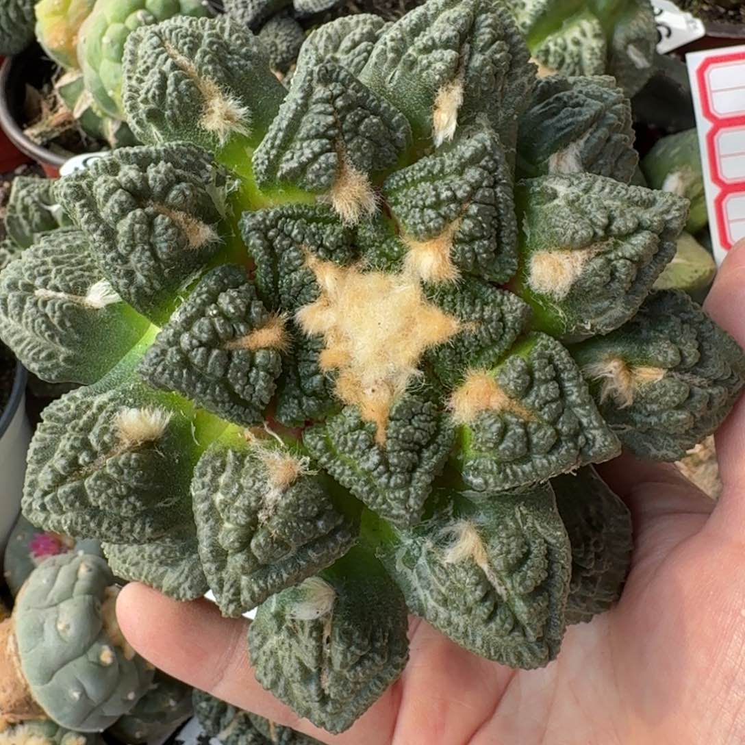 【闪购商品】15公分龟甲牡丹苗接412