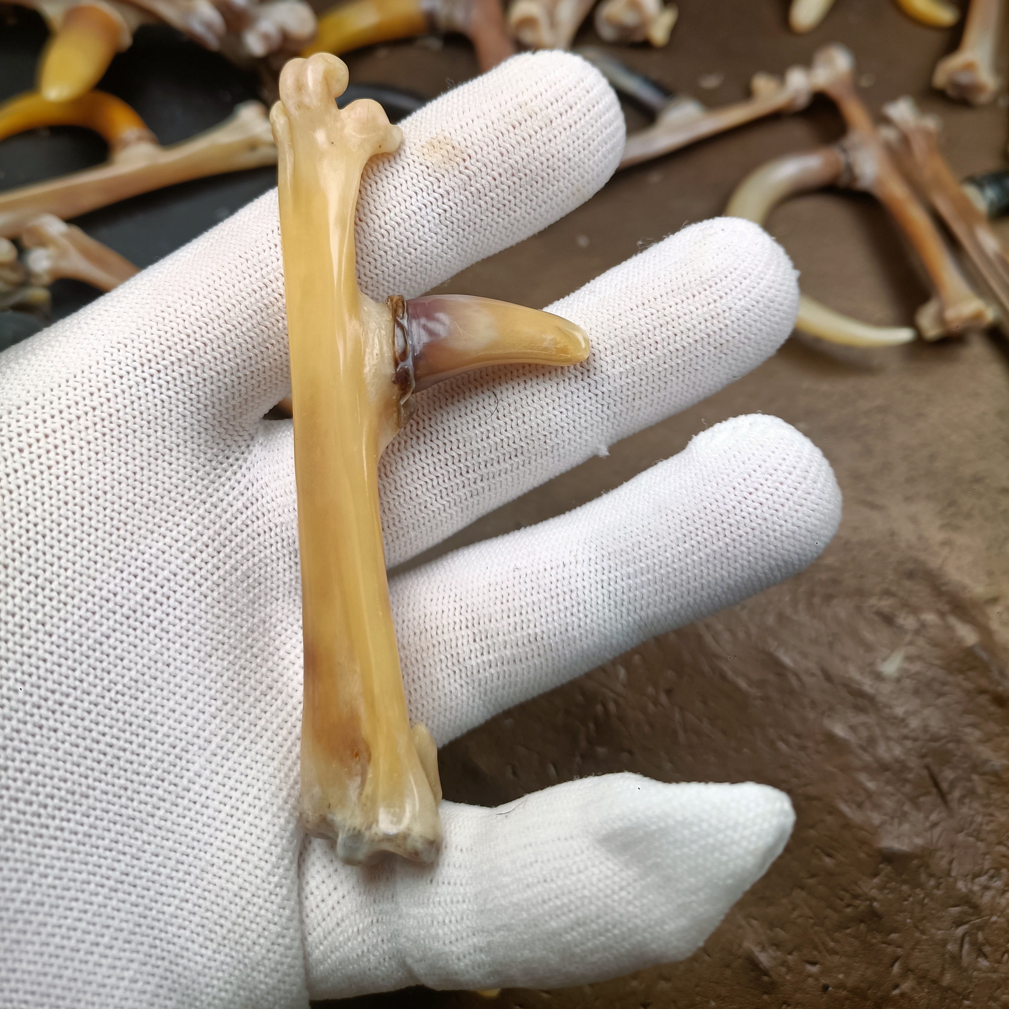 鸡爪骨手把件黄骨黄蹬特色手把件