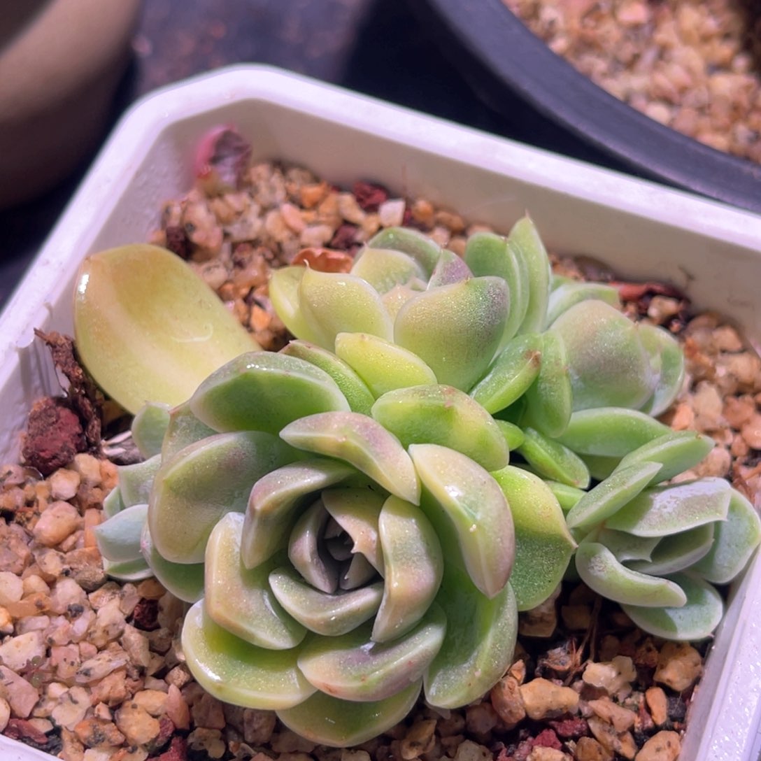 多肉特价雪兔锦群