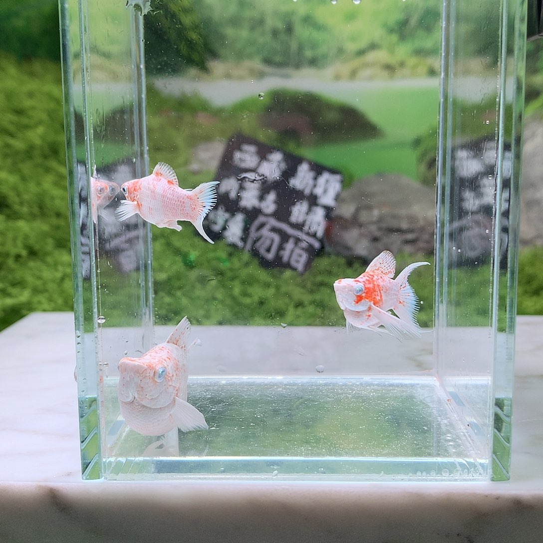 海水鱼18号2公1母樱花