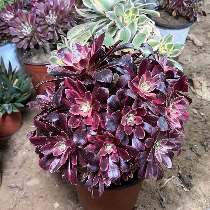 多肉植物金丝雀75