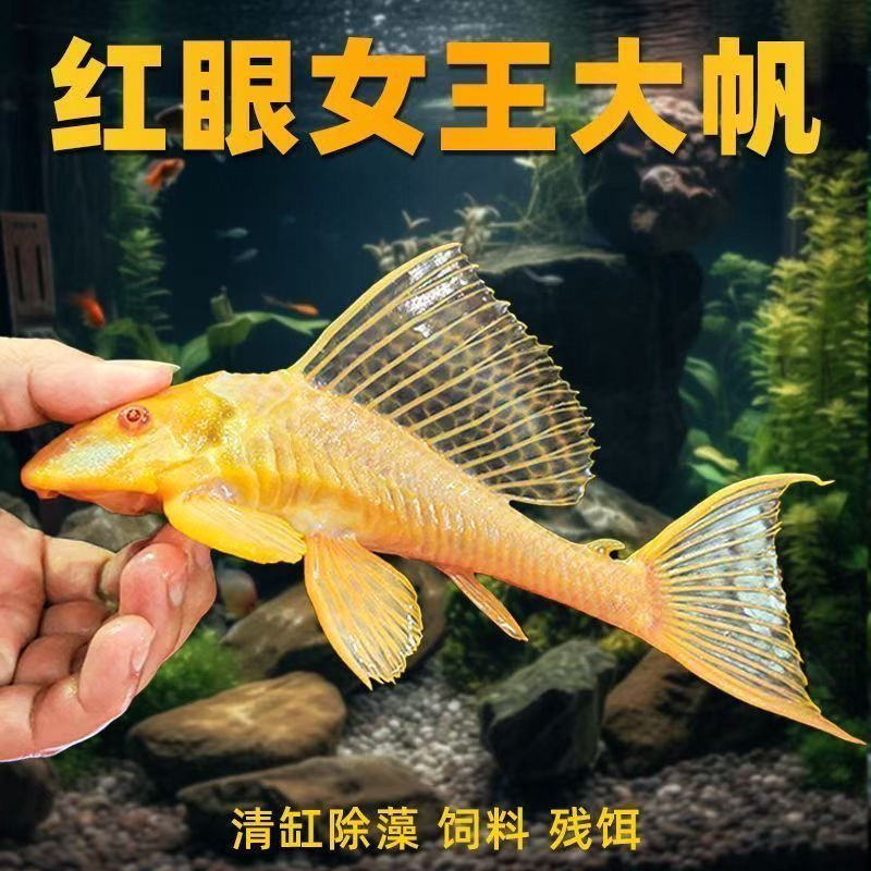 正宗红眼女王大帆鱼精品清道夫鱼吃垃圾观赏青苔耐养活鱼缸清洁鱼