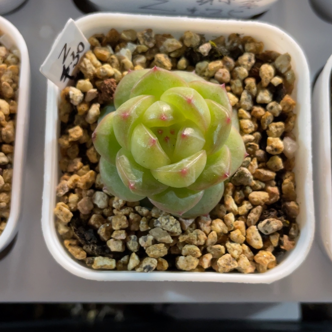 优选遥遥领先多肉2629