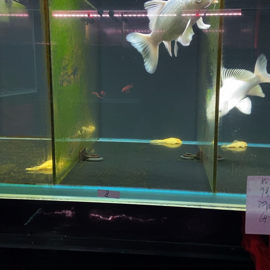 凌***岳蝴蝶鲤鱼8号白色蝴蝶鲤一条