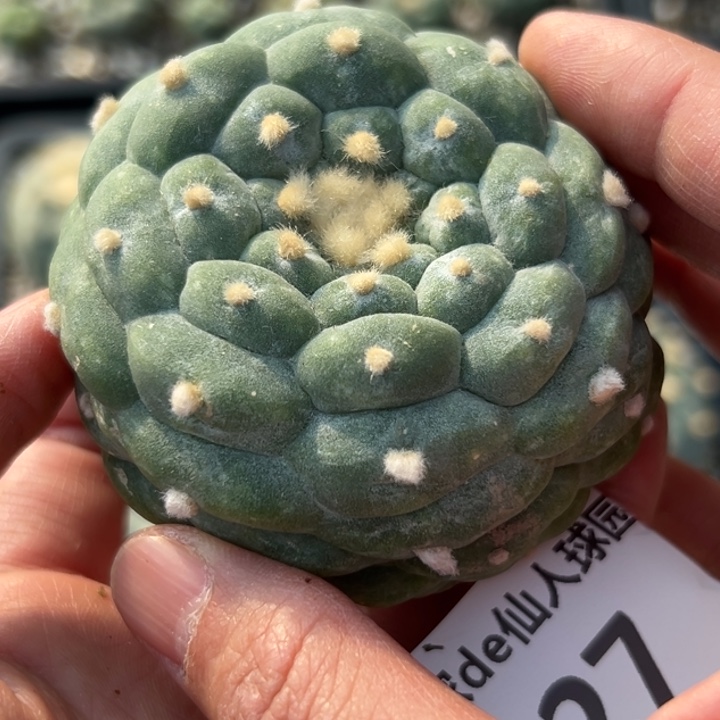 127 无根 仙人球的故事是