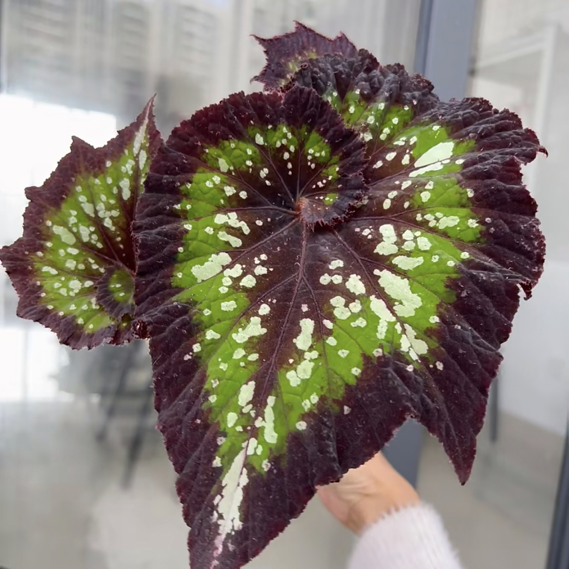 耶诞嘉年华秋海棠盆栽室内观叶赏花绿植适合阳台庭院