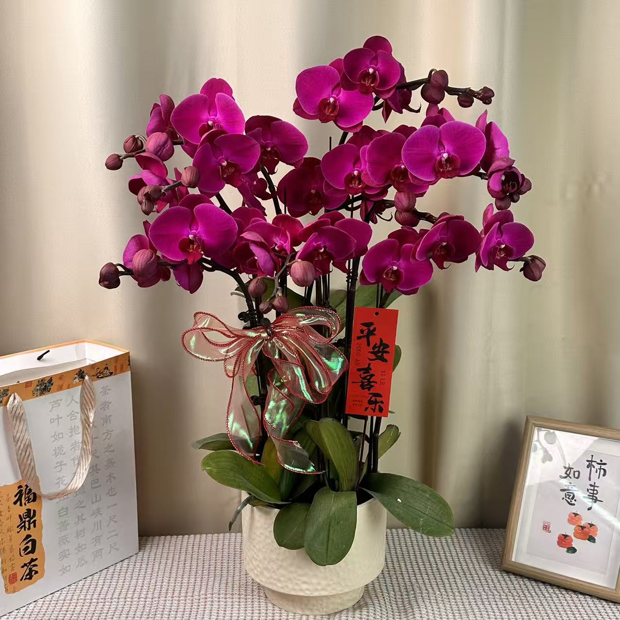 蝴蝶蘭[红玛瑙]高端紫红色系大花 皮实好养花期超长