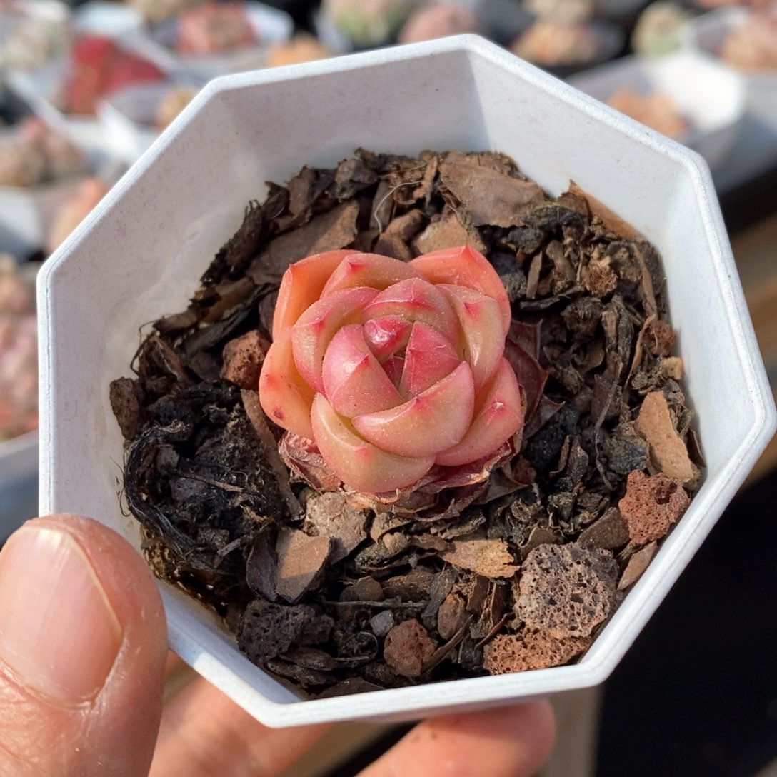 精品多肉一物一拍不包整75