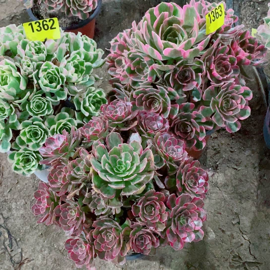 *****三颗多肉植物136313621364