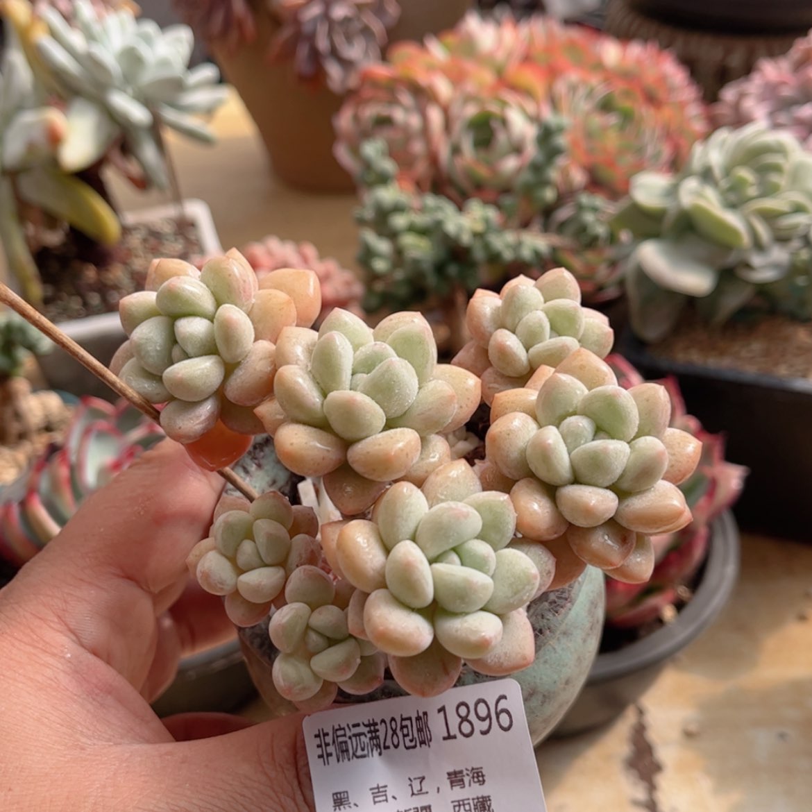 【闪购商品】1896泡泡糖