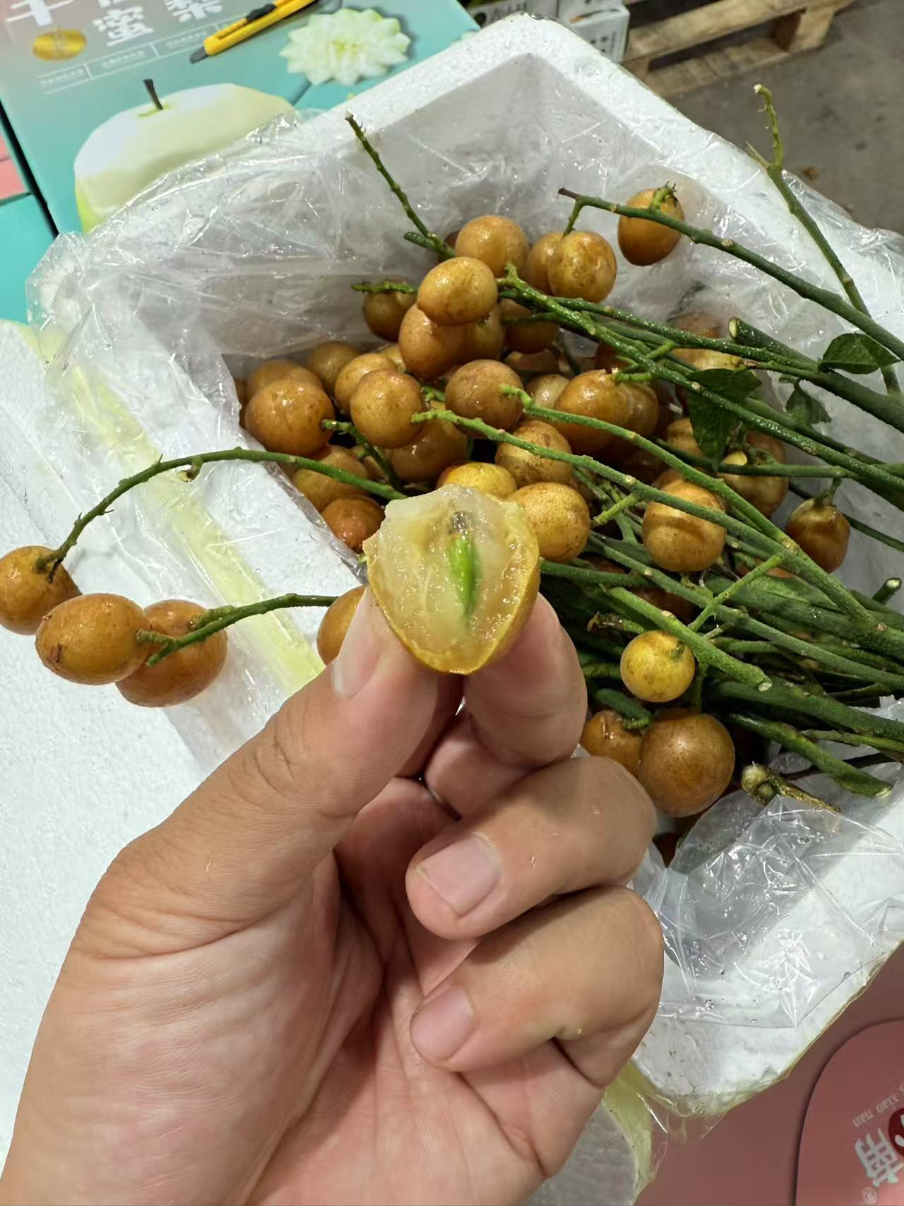 【老牛专属】 黄皮果1件净2.8-3斤 保温礼盒 快递包邮