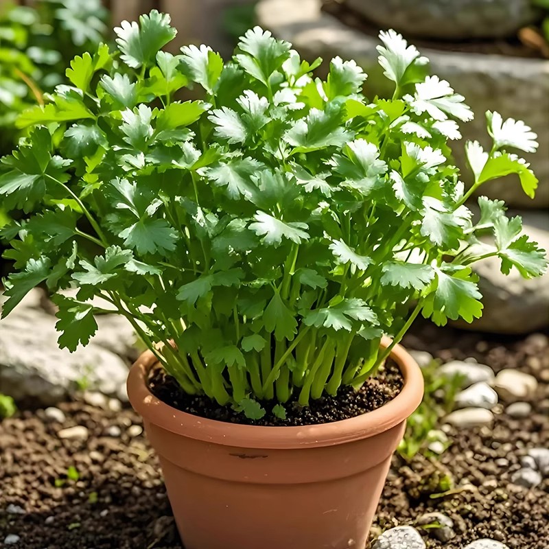 香菜种子四季美味大叶芫荽籽种老品种阳台蔬菜大全农家小叶菜种籽