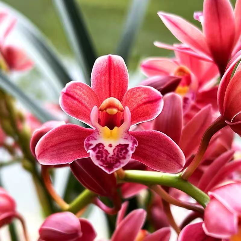 蕙兰 蜜蜂兰 浓香型 花期11-3月自然棚养殖兰花