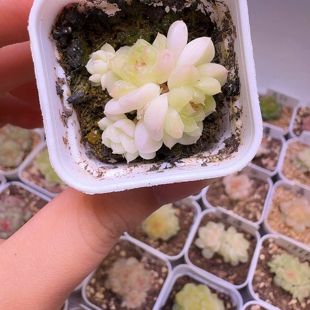 纸鸢多肉一物一拍