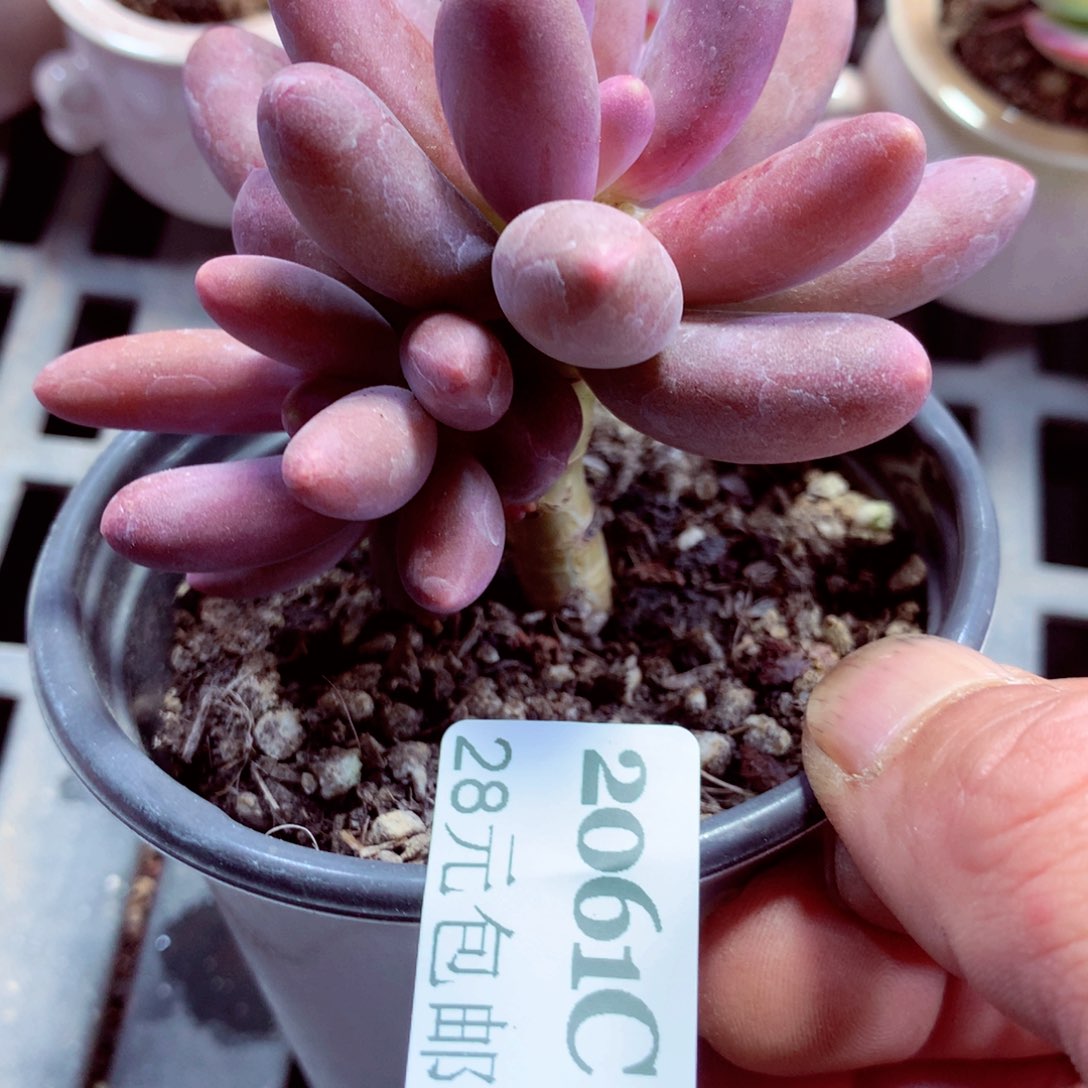 5厘米盆精控多肉2061