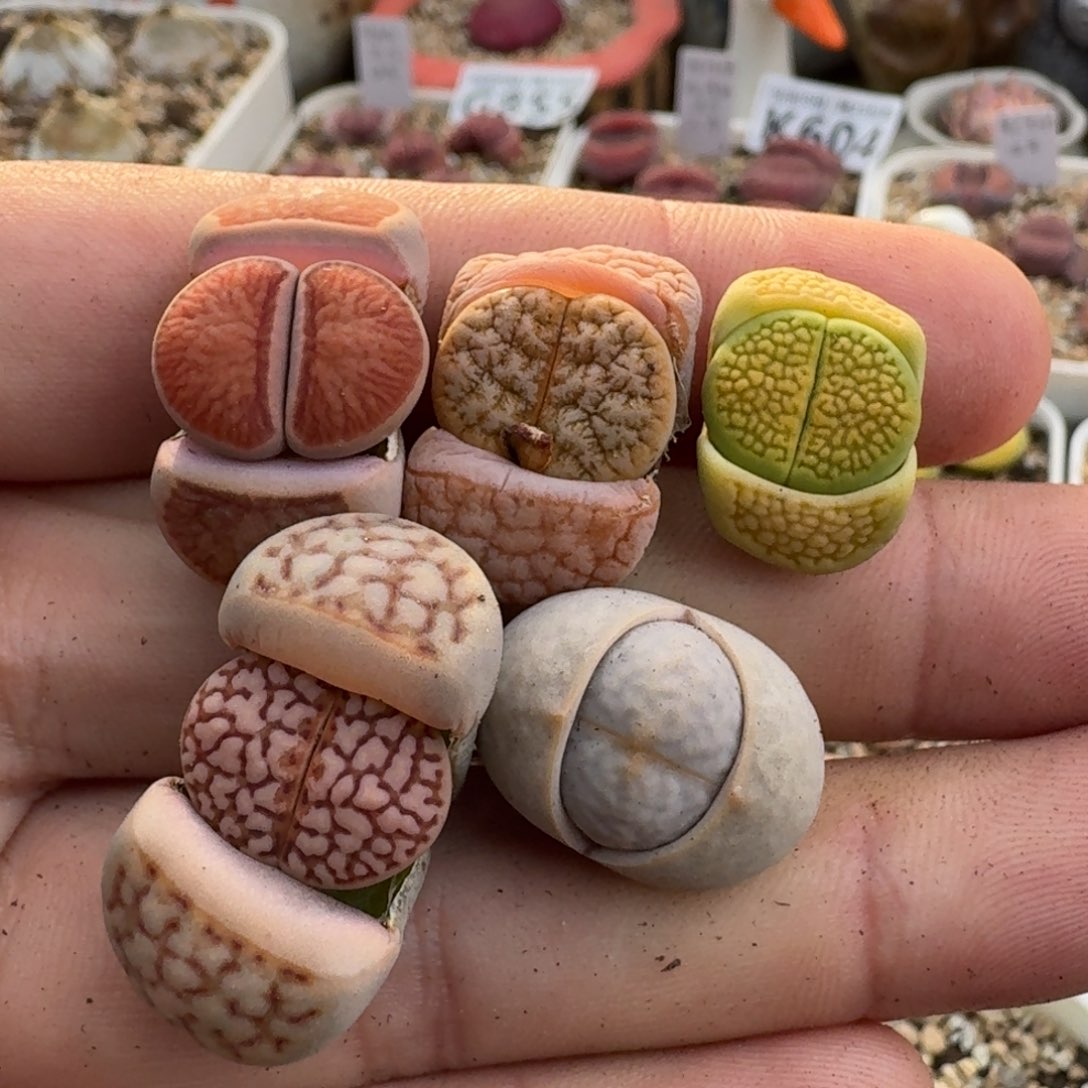 K717红窗菊美荒新红寿丽高尔夫