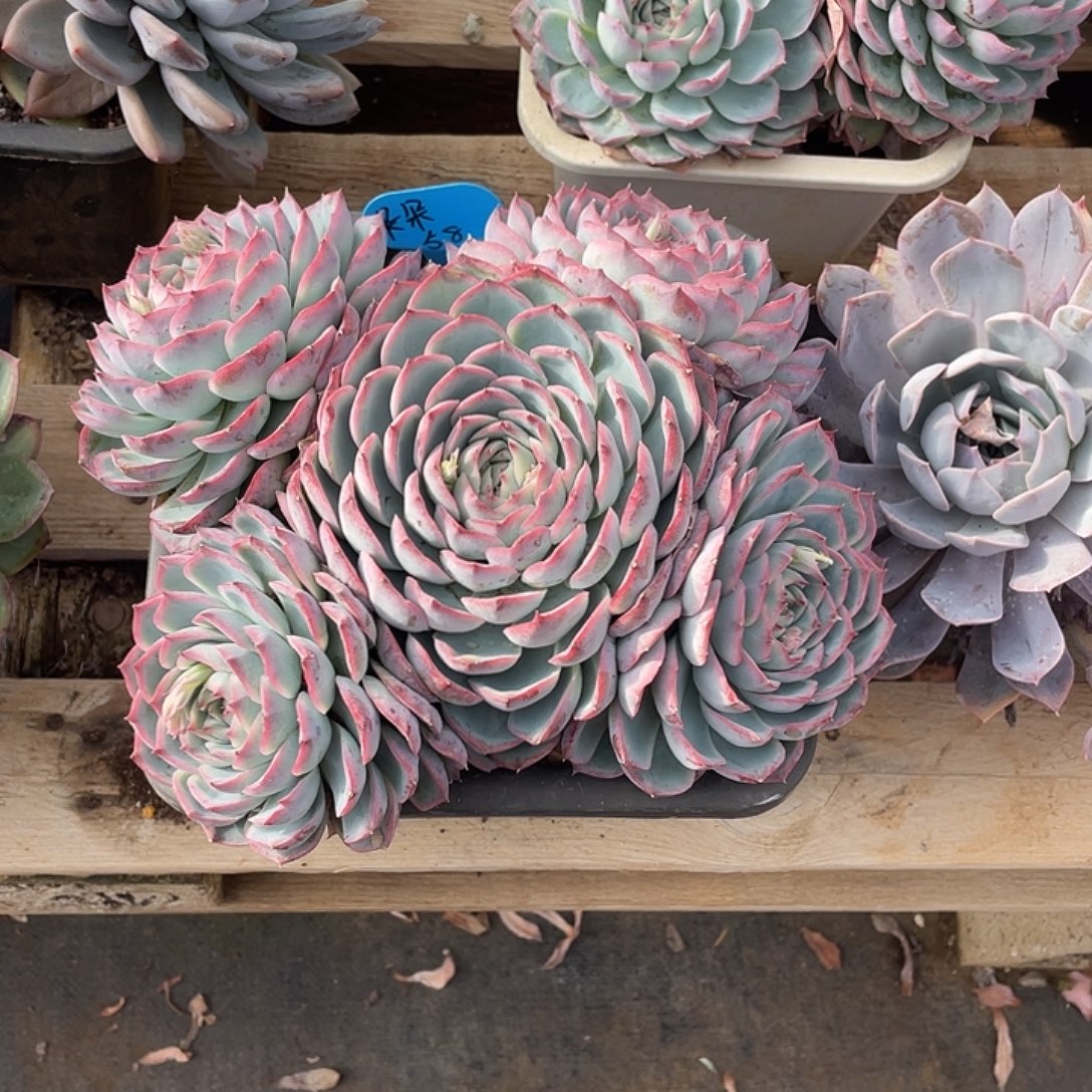 朵朵，侧影，周老太多肉