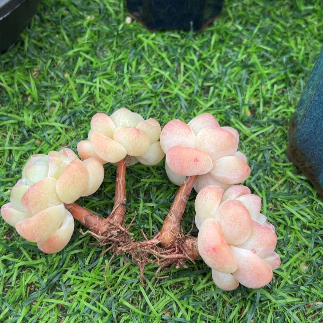 啊石榴籽星影小树福利长腿冰玉