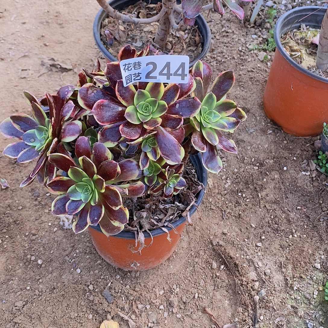 244 号一物一拍多肉植物