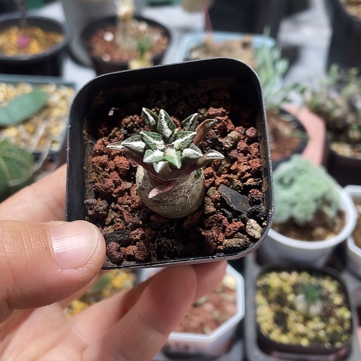 543实生黑牡丹仙人球