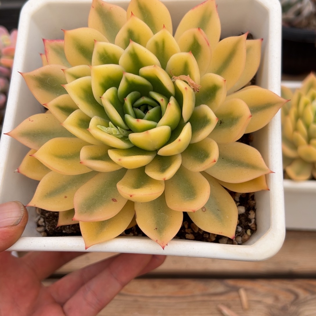 淘多肉黄金朱比例锦一个